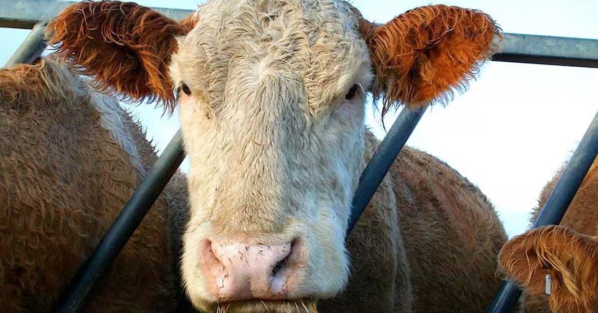 cattles