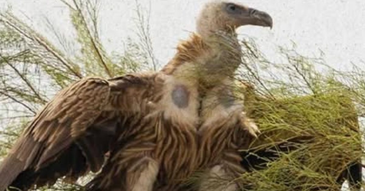 himalayan vulture