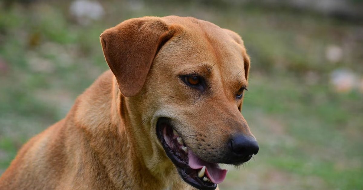 street dog