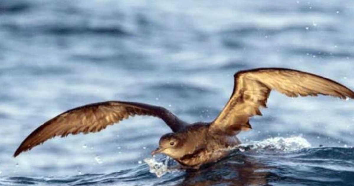 rare birds