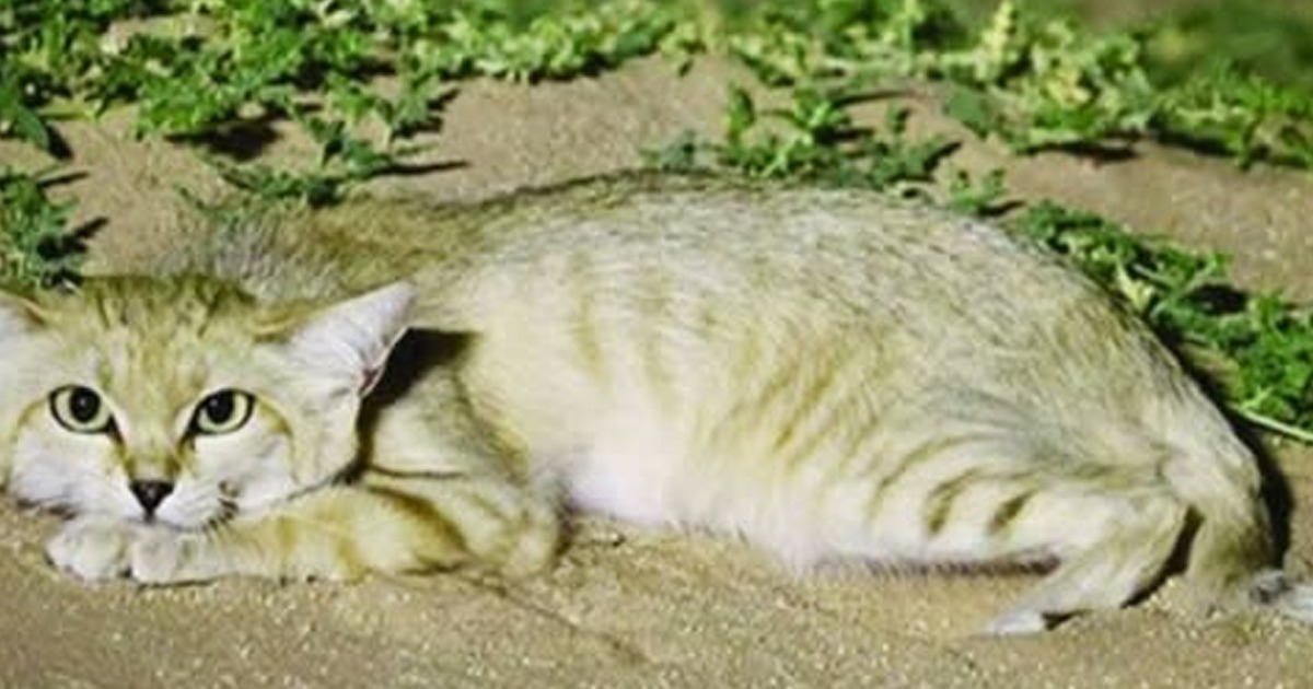 sand cat