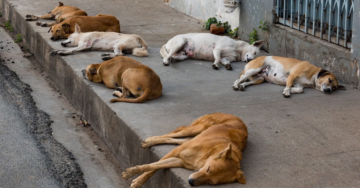 kuwait street dogs