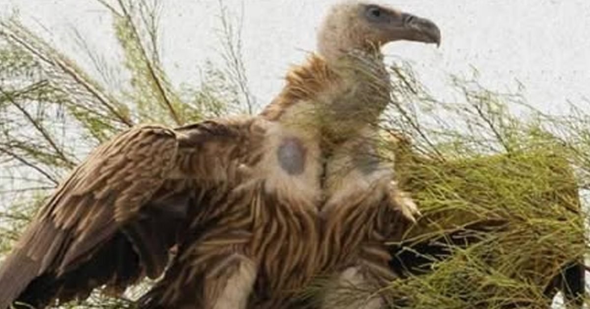 himalayan vulture