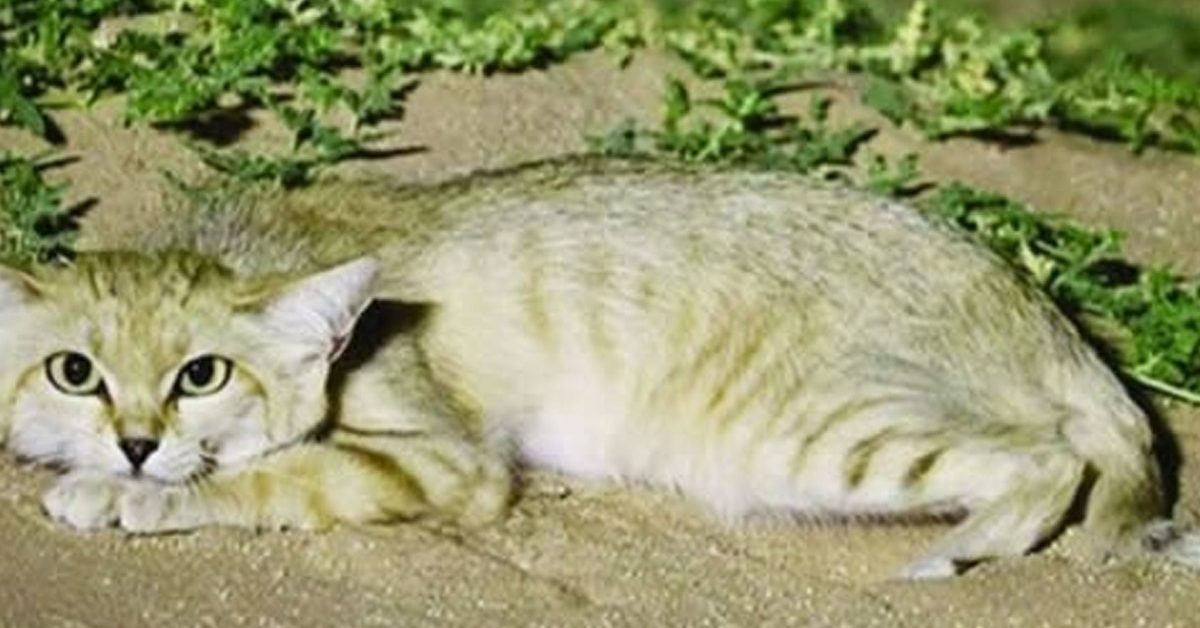 sand cat
