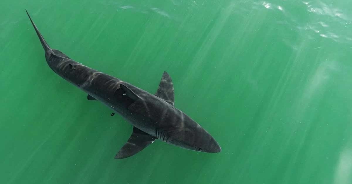 shark attack